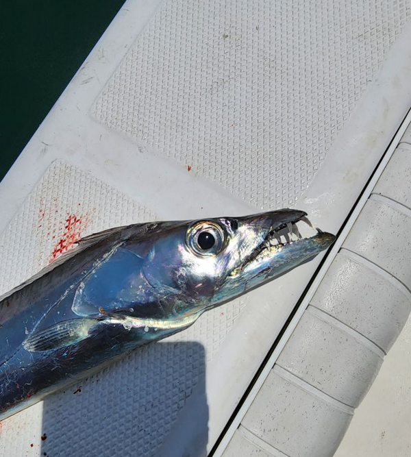 Hillbilly Express sportfishing 