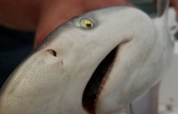 Hillbilly Express sportfishing 