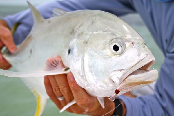 Showintail Inshore Charters