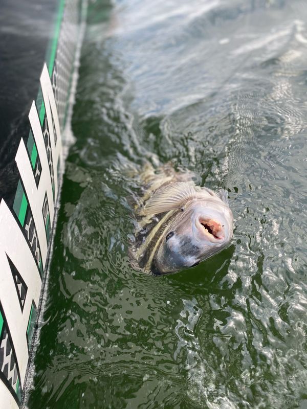 Perdido Key Fishing Charters – II