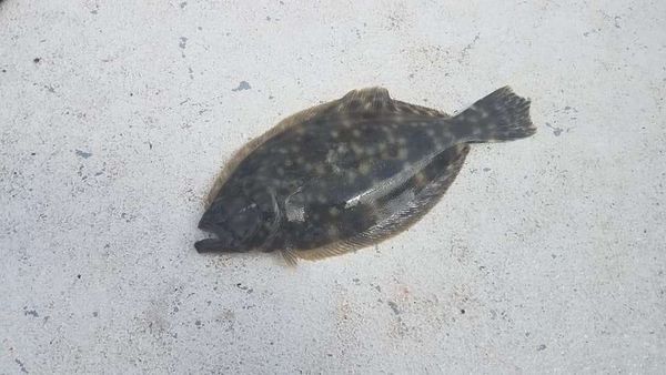 Cajunlad IV Fishing Charters