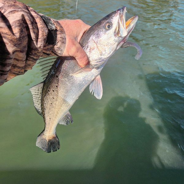 Top Predator Adventures