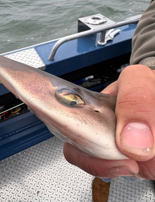 Norcal Traditions Sportfishing