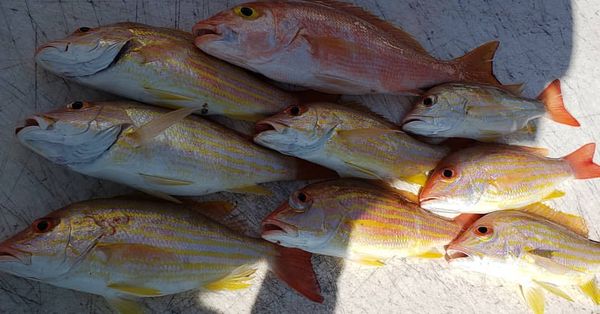 Reel Limit Fishing