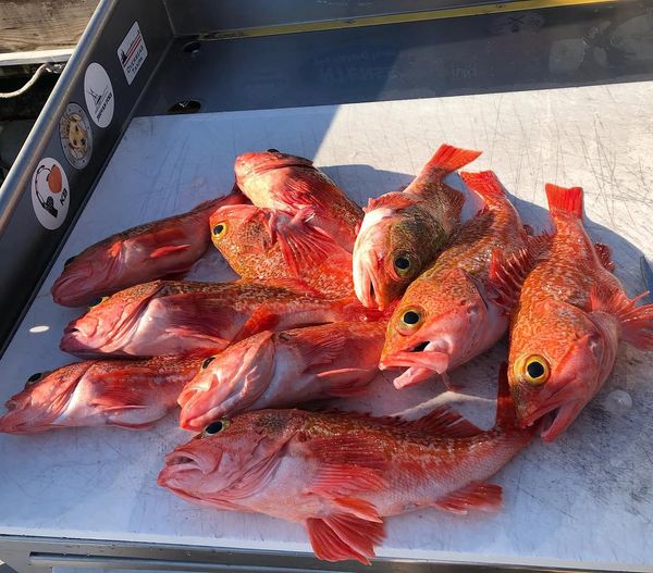 Reel Limit Fishing