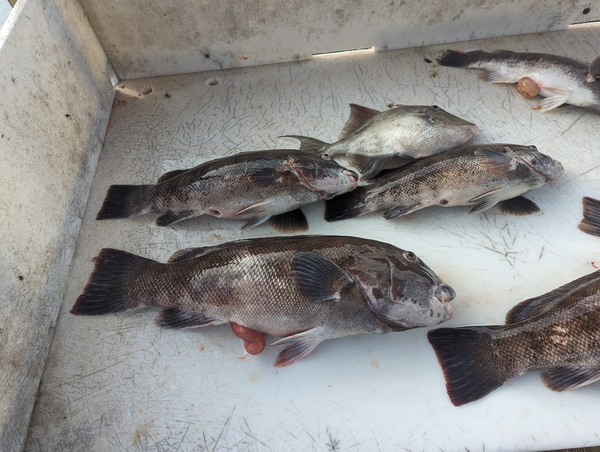 Just A Toy Charter 