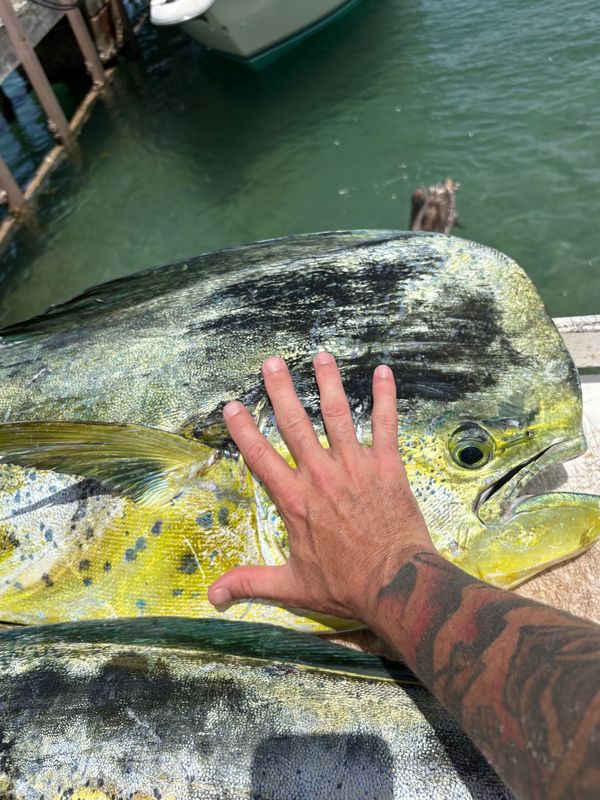 Papa Bear's Fishing Charters