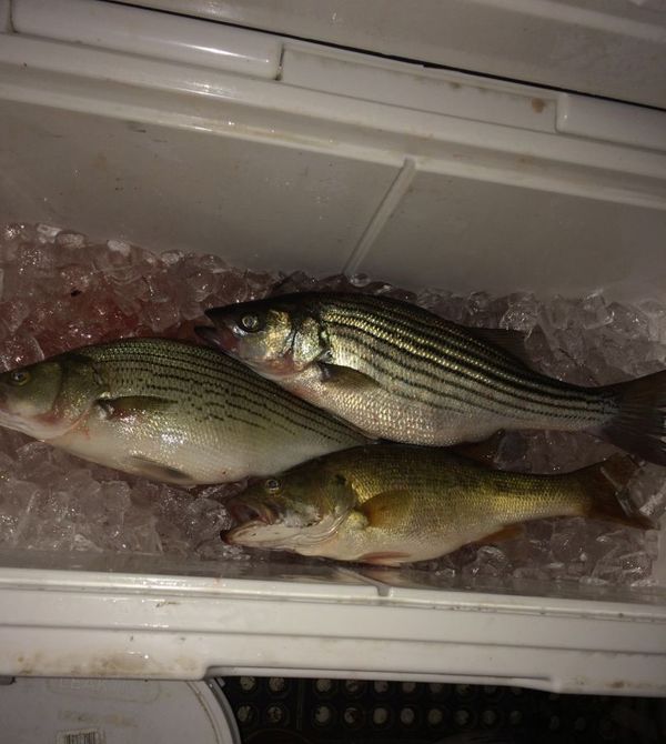 Black Warrior Charters