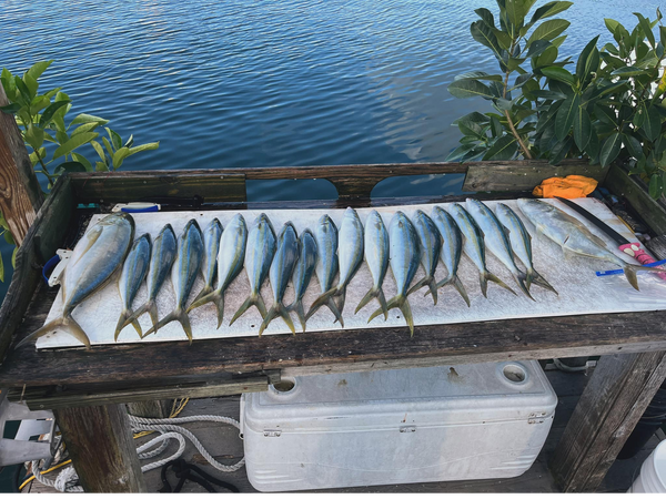 Snap Em Up Fishing