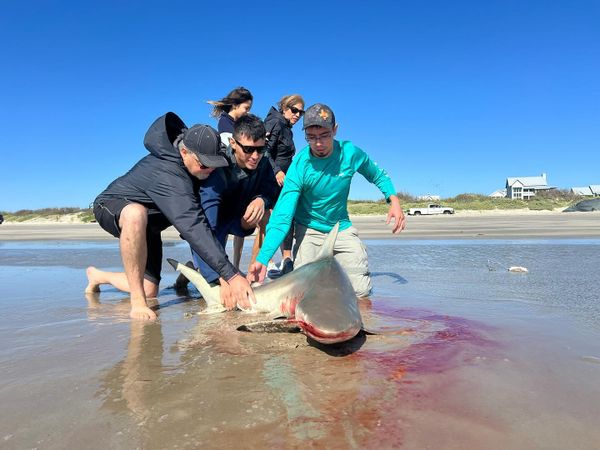 Just Doin It Shark Fishing Charter