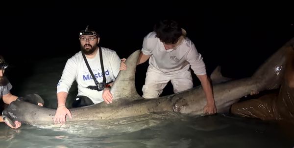 Lee County Land Based Shark Fishing