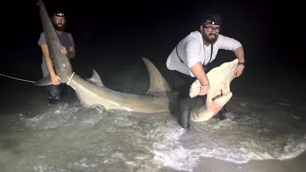 Lee County Land Based Shark Fishing