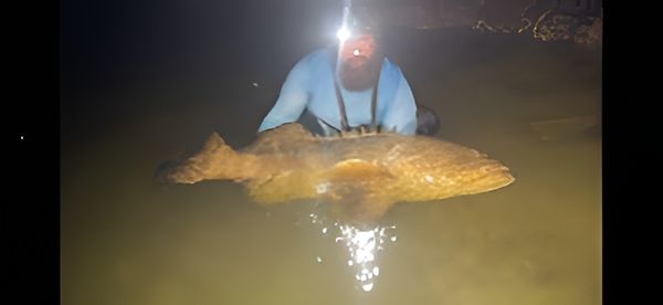 Lee County Land Based Shark Fishing