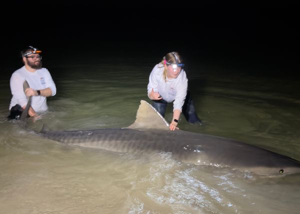 Lee County Land Based Shark Fishing