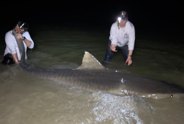 Lee County Land Based Shark Fishing