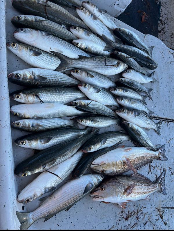 Giant Tarpon Fishing