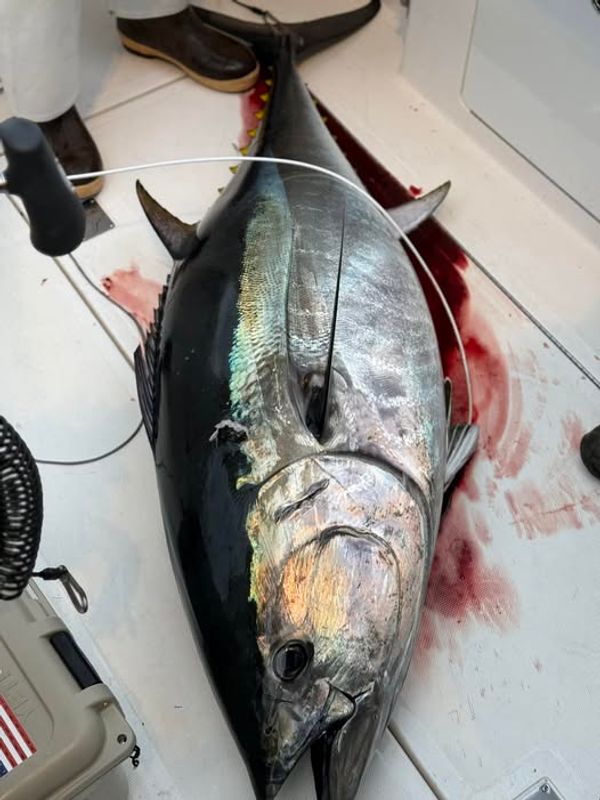 Nauti Dog Sportfishing