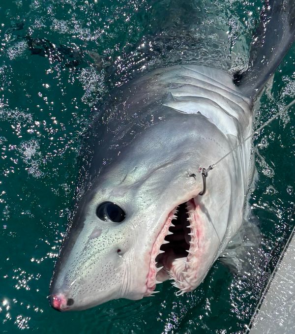 Legit Fish Sportfishing