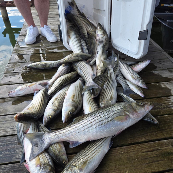 American Striper Guides