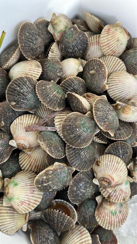 Suncoast Scalloping