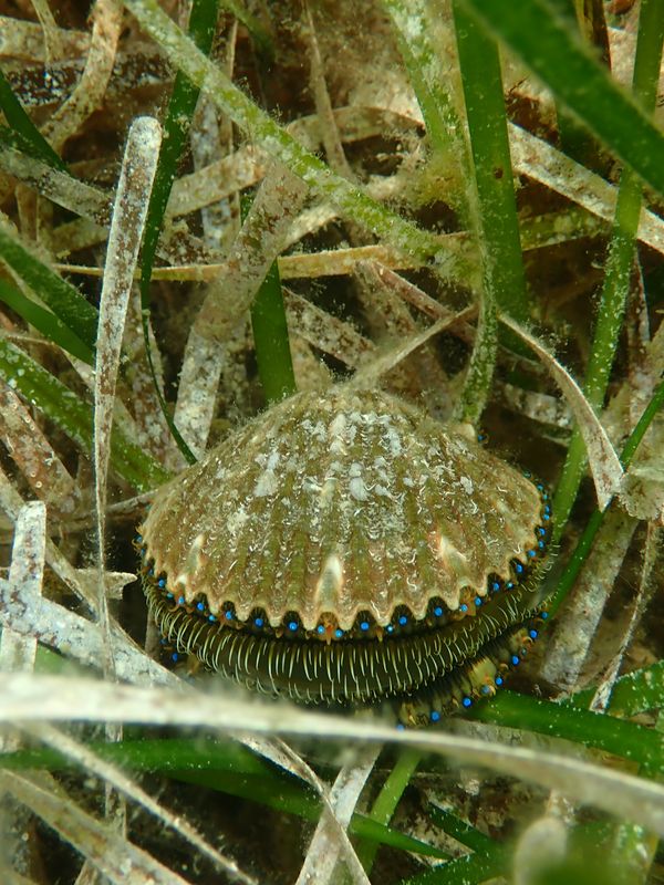 Suncoast Scalloping