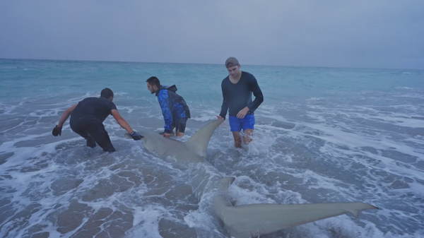 Run For The Reels Land Based Shark Charters