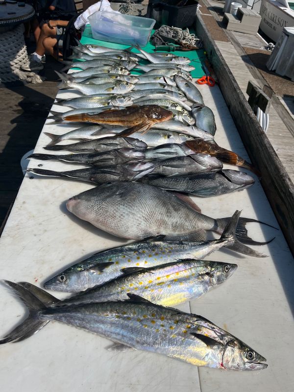 Tara Anne Sport Fishing