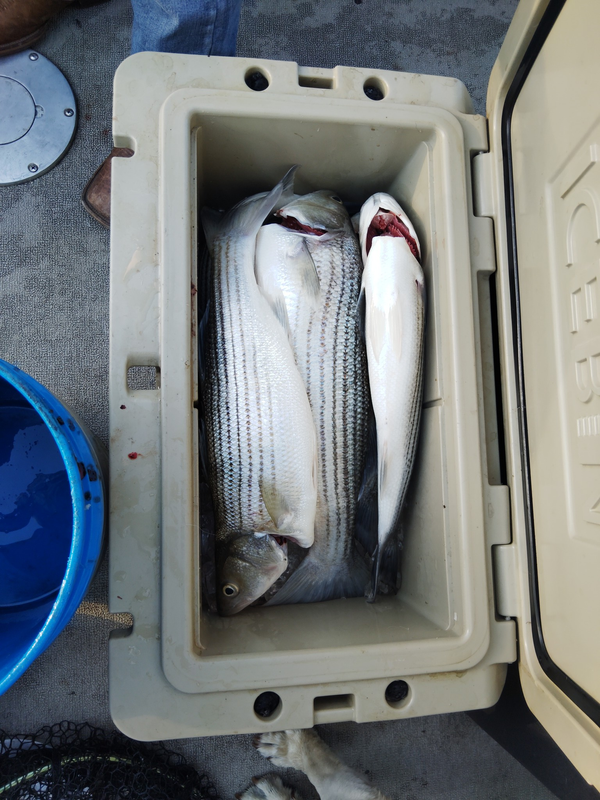 Nor Cal Fish Hounds Guide Service