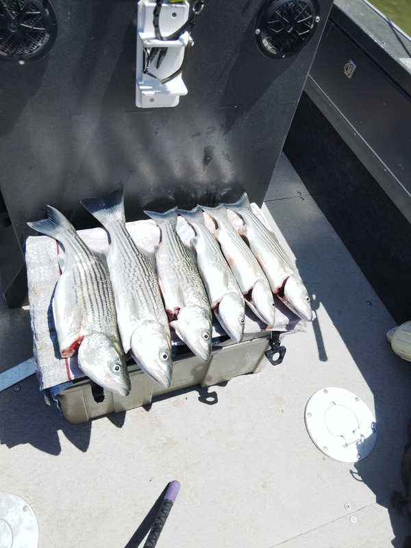 Nor Cal Fish Hounds Guide Service