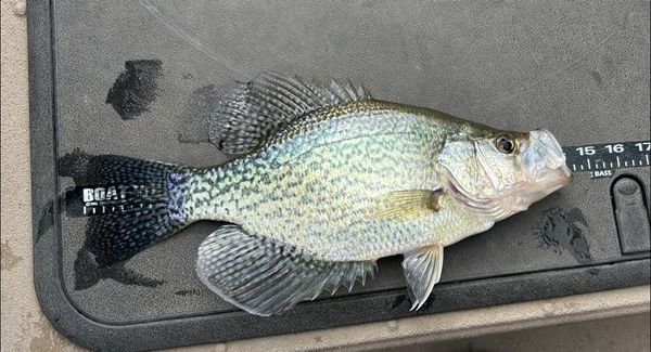 Captain Josh Crappie Fishing