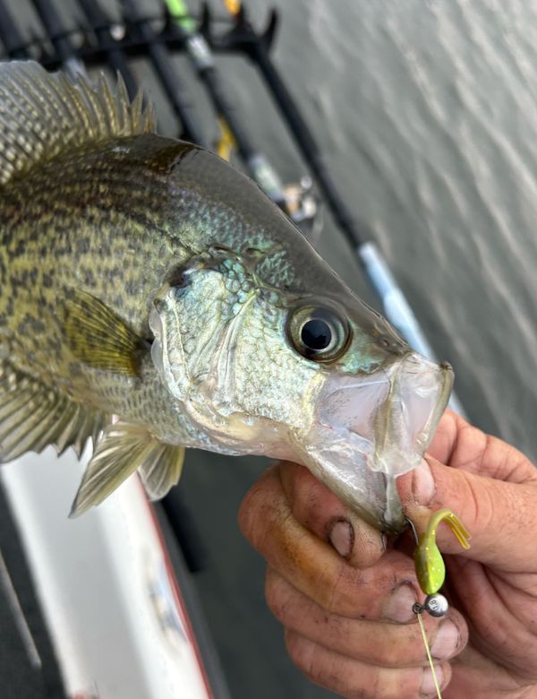 Captain Josh Crappie Fishing