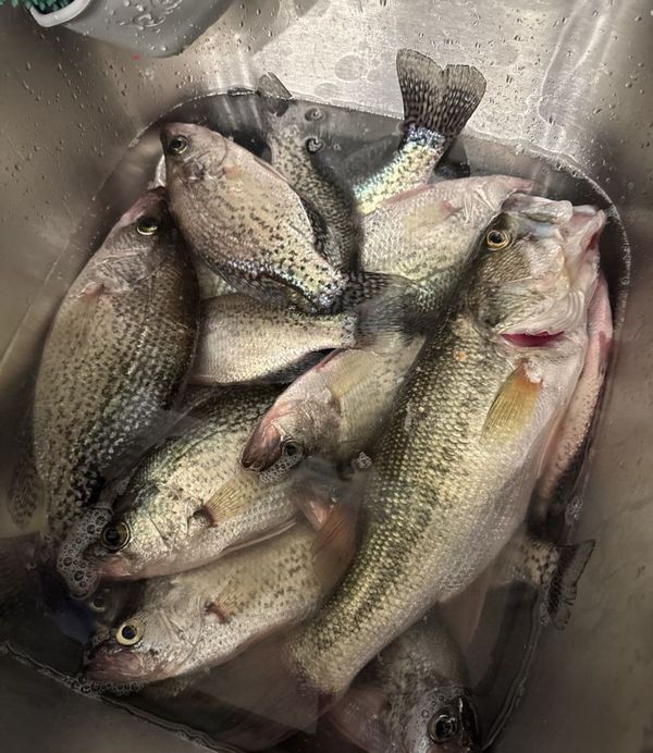 Captain Josh Crappie Fishing