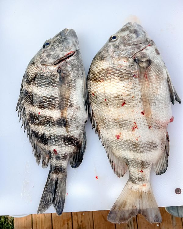 Sports Coast Inshore Charters