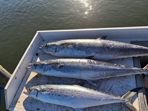 Atlantic Blue Charters