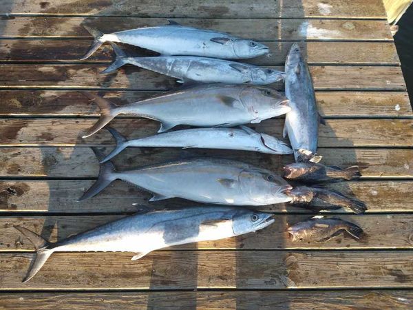 Atlantic Blue Charters
