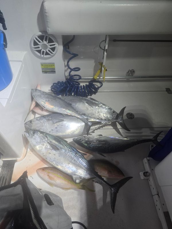 Scale House Charters