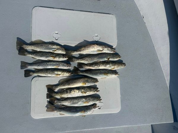 Reel Adventures