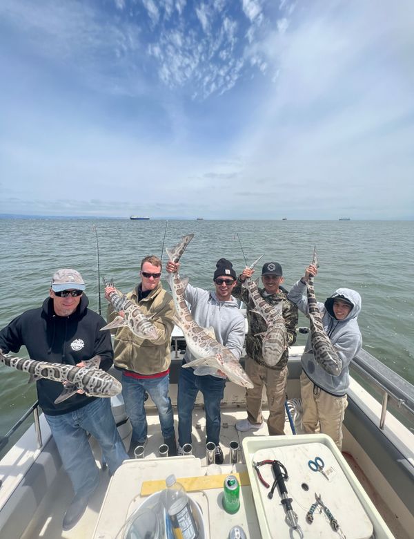 fishSFbay