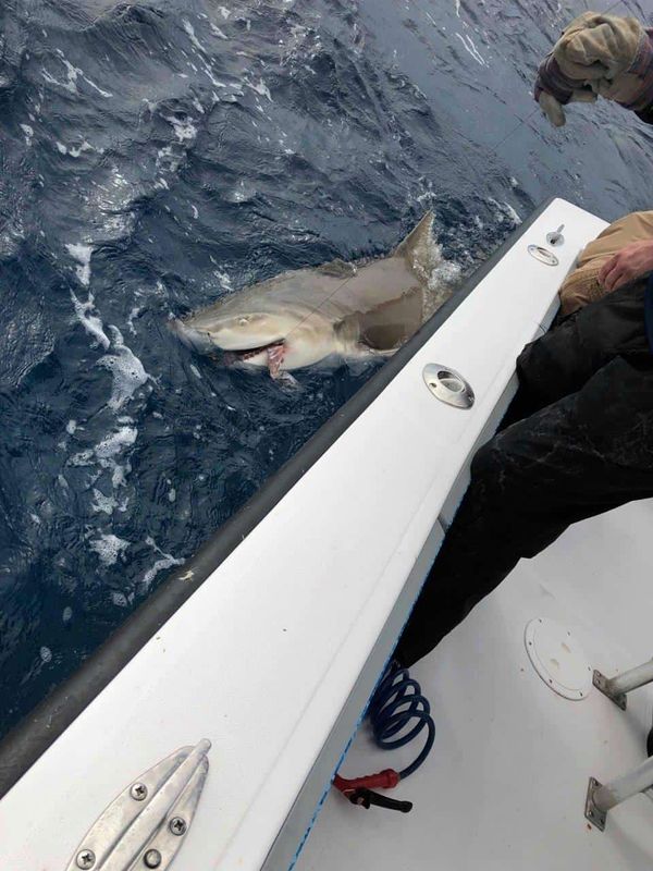 Too Lethal Charters