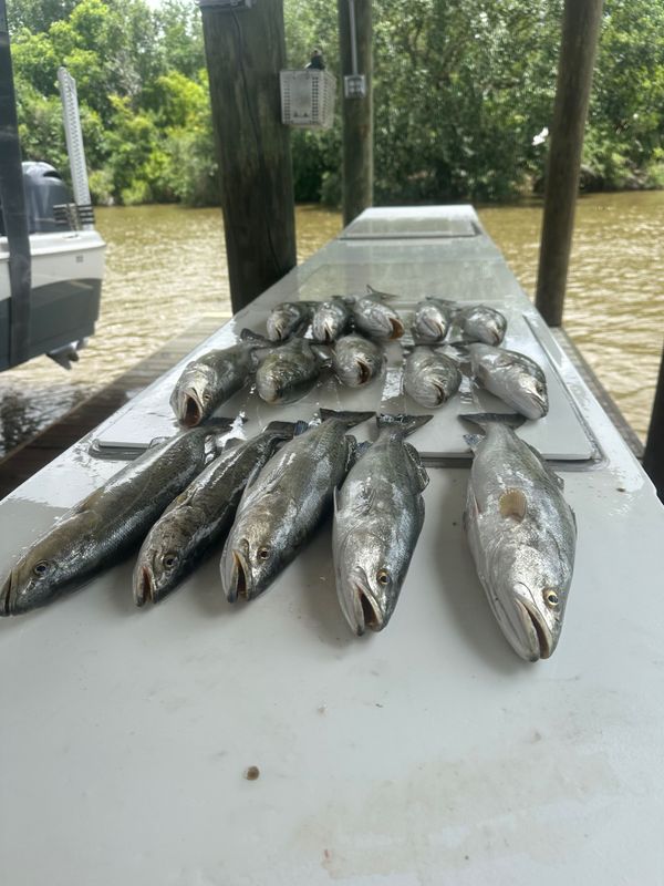 Cajun Outcast Inshore Charters