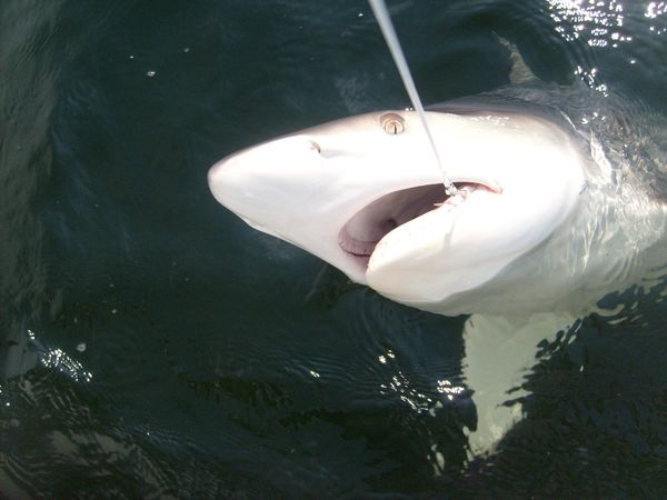 Galveston Offshore