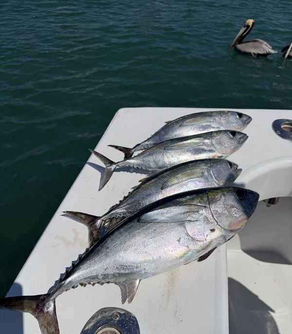 Lucky Dog Sportfishing