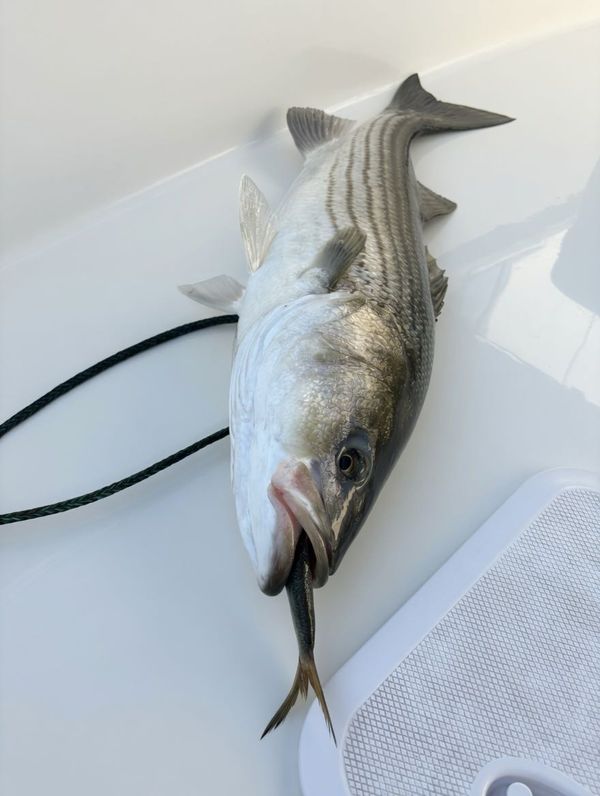 Prime Reel Estate Sportfishing