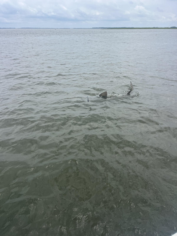 Fish Bluffton