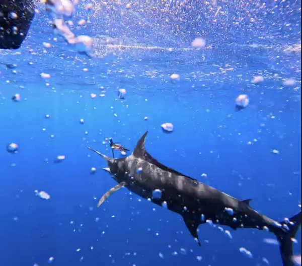 Big Eye Sportfishing