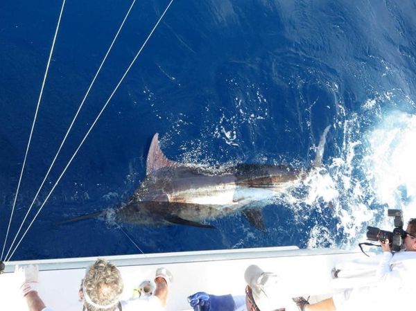 Big Eye Sportfishing