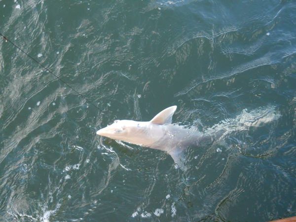 Fins Up Charters