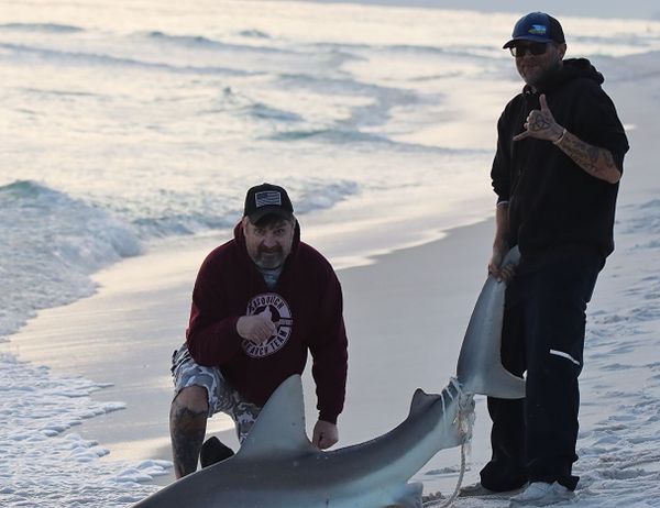 Tremor Shark Fishing