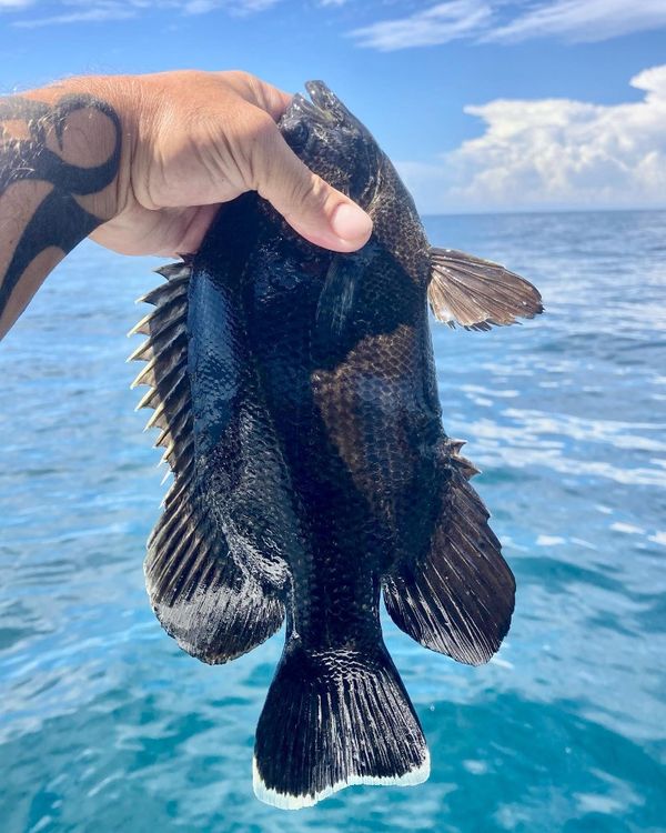 Time Off Fishing Charter