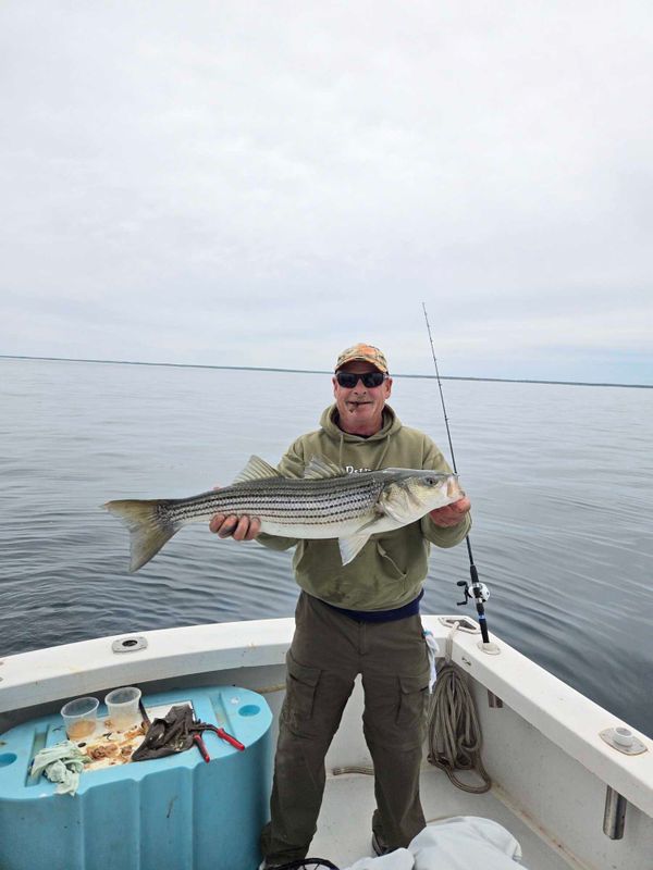 Grey Dolphin Sportfishing Charters